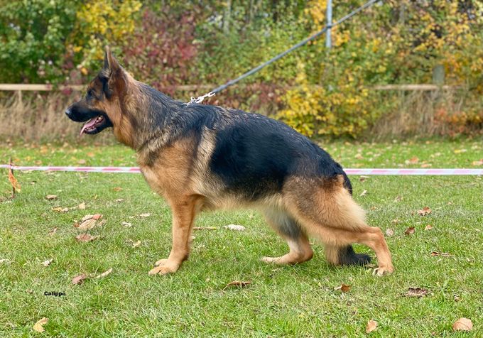 Calippo Liva DNA HD: normal ED: fast normal  BH, AD IGP 1 AK-D
( Mor: Calippo Wiana - Far: Cyrus v Osterberger Land )
Ejer: Kennel Calippo 